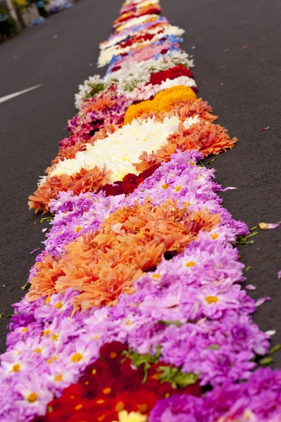 stock image Madeira