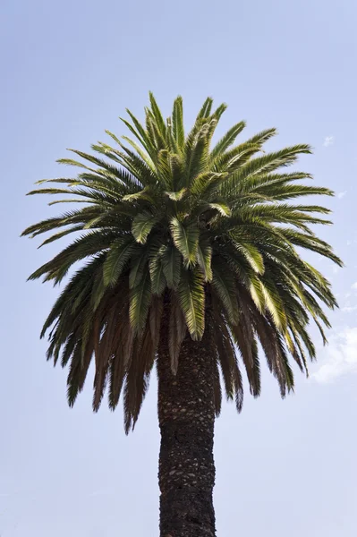 stock image Madeira