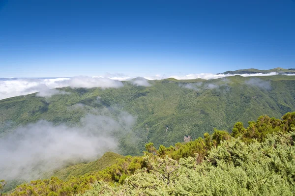 Madeira — Stock Fotó