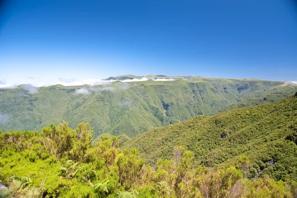 Madeira — Fotografia de Stock