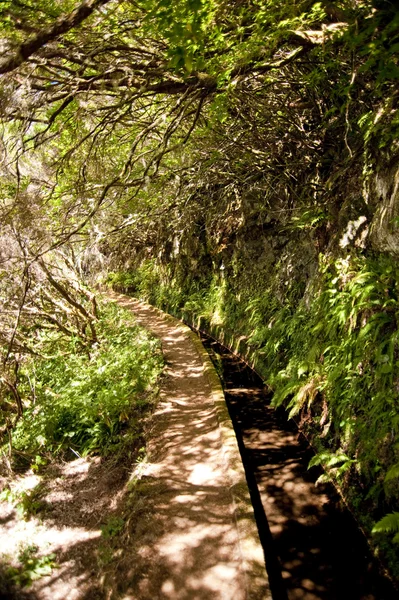 stock image Madeira