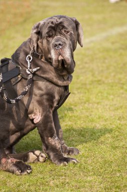 Olay yerinde bir köpek toplantı Eyl. Kiel, Almanya 2009