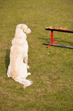 Olay yerinde bir köpek toplantı Eyl. Kiel, Almanya 2009