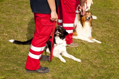 Olay yerinde bir köpek toplantı Eyl. Kiel, Almanya 2009