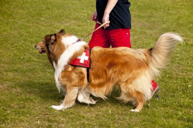 Olay yerinde bir köpek toplantı Eyl. Kiel, Almanya 2009