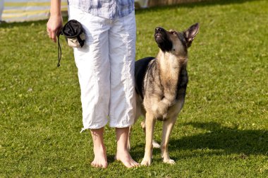 Olay yerinde bir köpek toplantı Eyl. Kiel, Almanya 2009