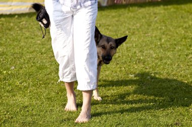 Olay yerinde bir köpek toplantı Eyl. Kiel, Almanya 2009