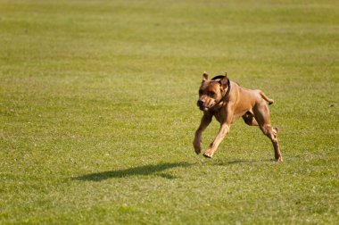 Olay yerinde bir köpek toplantı Eyl. Kiel, Almanya 2009