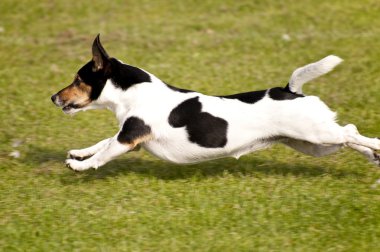 Olay yerinde bir köpek toplantı Eyl. Kiel, Almanya 2009