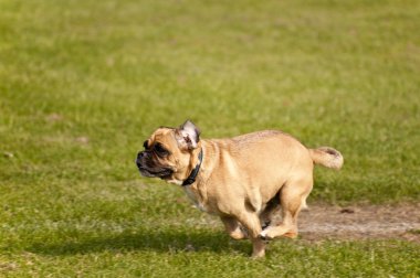 Olay yerinde bir köpek toplantı Eyl. Kiel, Almanya 2009