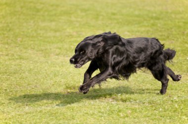 Olay yerinde bir köpek toplantı Eyl. Kiel, Almanya 2009