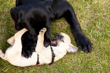 Olay yerinde bir köpek toplantı Eyl. Kiel, Almanya 2009