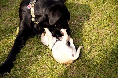 Olay yerinde bir köpek toplantı Eyl. Kiel, Almanya 2009