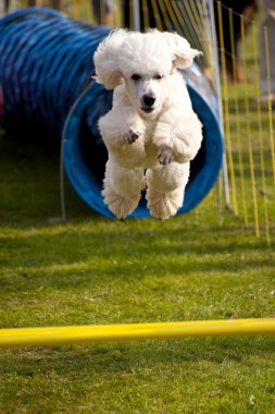 Olay yerinde bir köpek toplantı Eyl. Kiel, Almanya 2009