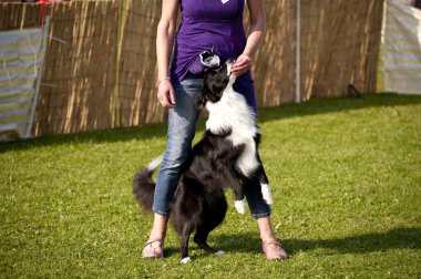 Olay yerinde bir köpek toplantı Eyl. Kiel, Almanya 2009