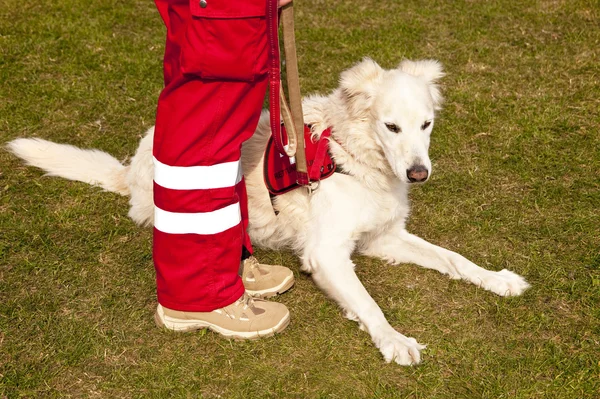 Scen på en hund möte sept. 2009 i kiel, Tyskland — Stockfoto