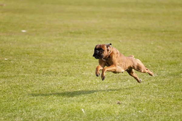 Szene auf einem Hundetreffen im September 2009 in kiel — Stockfoto