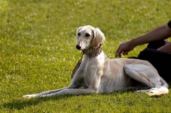 Scen på en hund möte sept. 2009 i kiel, Tyskland — Stockfoto