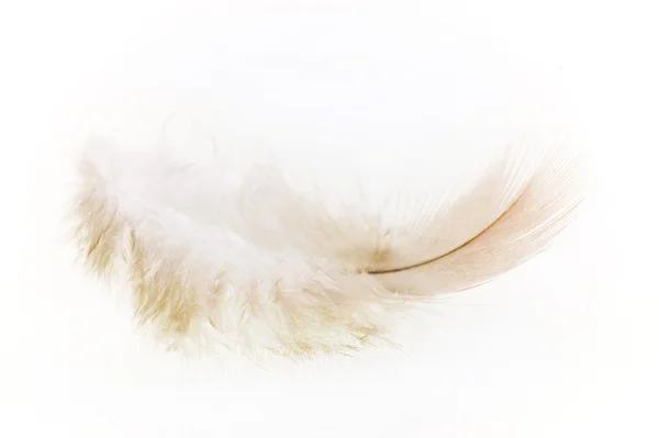 羽毛 — 图库照片