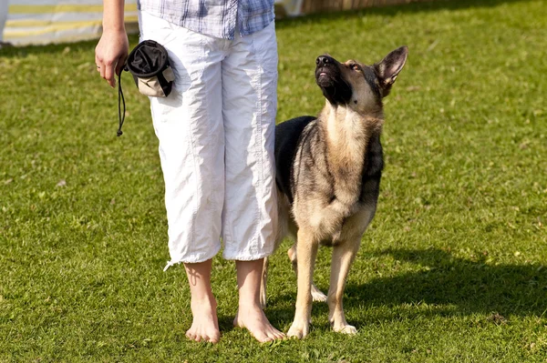 Escena en una reunión de perros septiembre. 2009 en kiel, Alemania —  Fotos de Stock