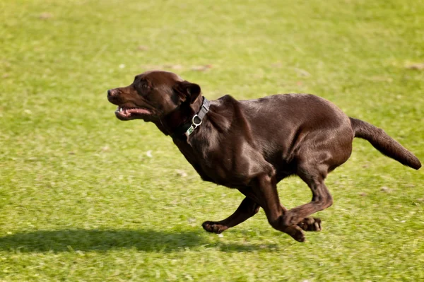 Olay yerinde bir köpek toplantı Eyl. Kiel, Almanya 2009 — Stok fotoğraf