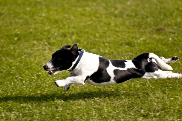 Szene auf einem Hundetreffen im September 2009 in kiel — Stockfoto