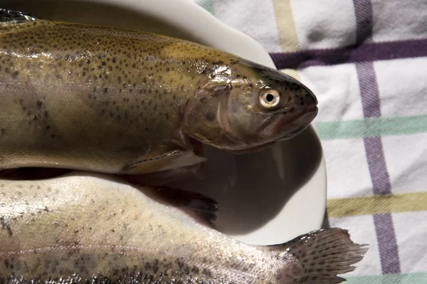 Trout — Stock Photo, Image