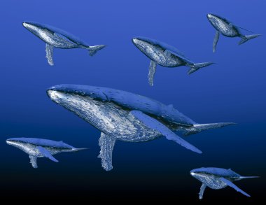 Humpback whale clipart