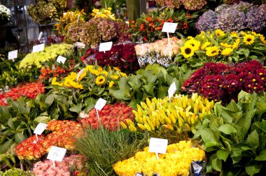 Amsterdam 'da çiçek pazarı