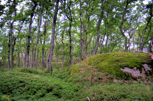 Forêt — Photo