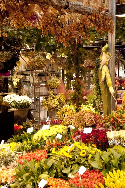 Flower market in amsterdam — Stock Photo, Image