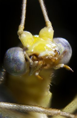 mikrofoto Einar florfliege - mikro-lacewing fotoğraf