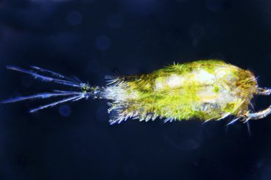 Plankton clipart