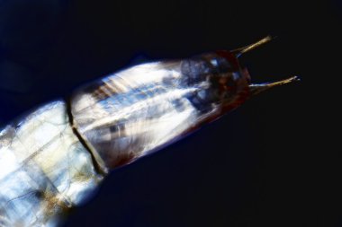 Larva clipart