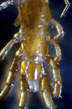 microphoto sivrisinek larvası