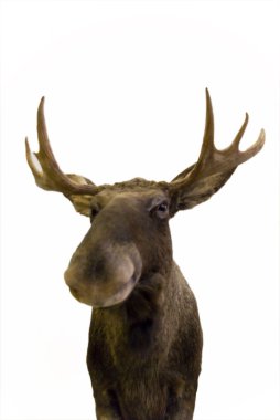 Moose clipart