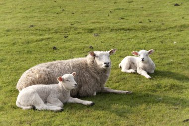 Lambs clipart