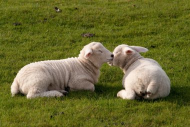 Lambs clipart