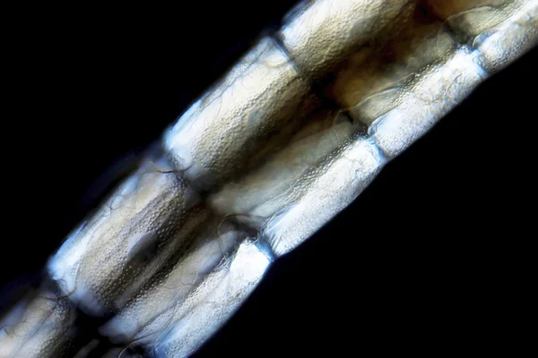 Bir larva microphoto — Stok fotoğraf