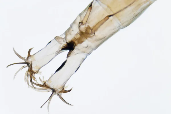 Microfoto de uma larva — Fotografia de Stock