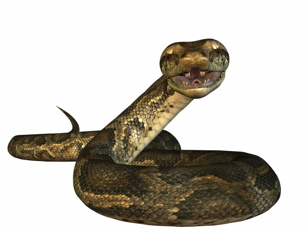 Python — стокове фото