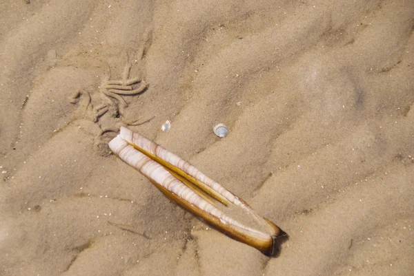 セント・ピーター・オーダーのビーチ — ストック写真