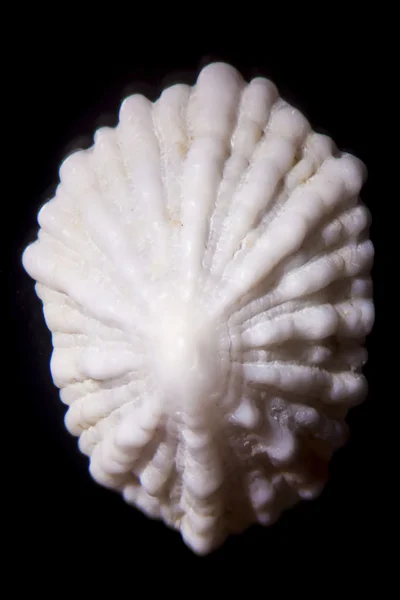 달팽이 껍질 — 스톡 사진