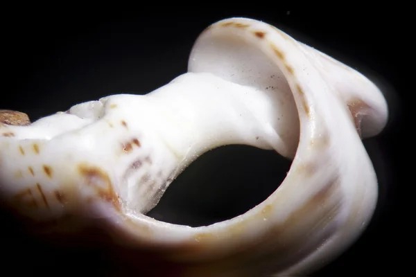 달팽이 껍질 — 스톡 사진