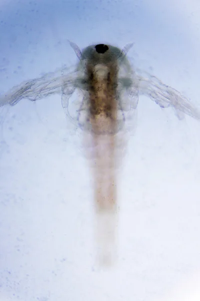 Artemia salina — Stok fotoğraf