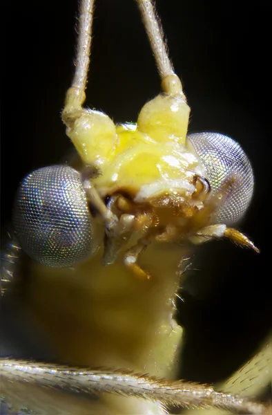 Mikrofoto einer florfliege - micro-foto van een lacewing — Stockfoto