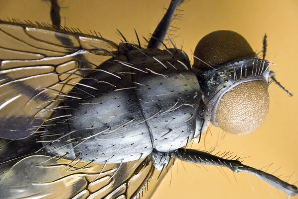 Modelo detalhado de uma mosca doméstica — Fotografia de Stock