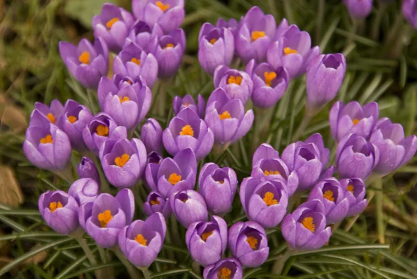 Crocus — Stockfoto