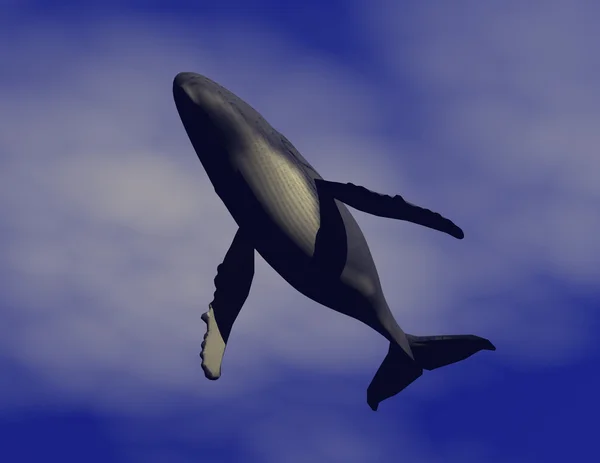 ปลาวาฬหลังค่อม — ภาพถ่ายสต็อก