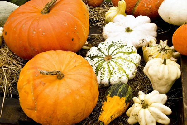 stock image Pumpkins